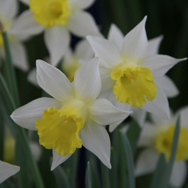 Narcissus 'Topolino'