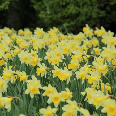 Narcissus 'Topolino'