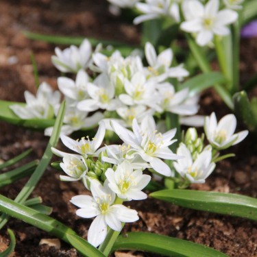Ornithogalum balansae