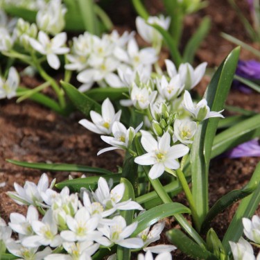 Ornithogalum balansae
