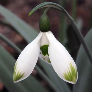 Galanthus 'Beany'