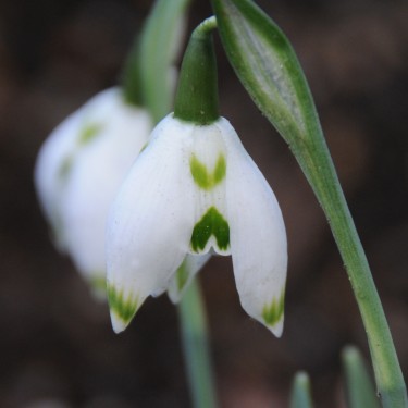 Galanthus 'Franz Josef'