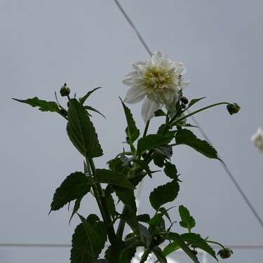 Dahlia imperialis -wit-