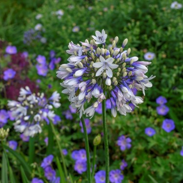 Agapanthus 'Twister'
