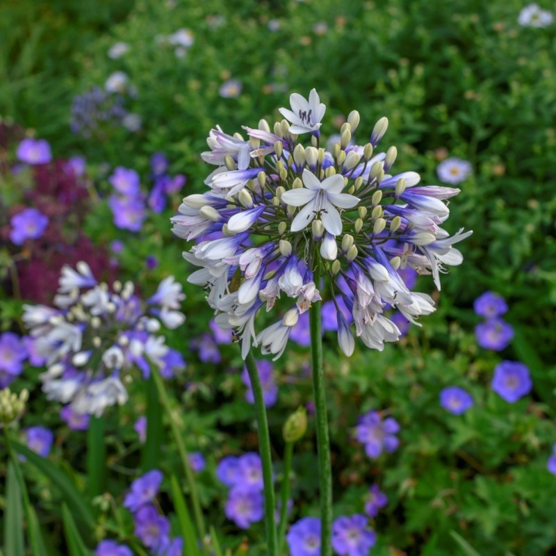 Agapanthus 'Twister'
