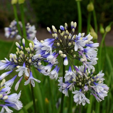 Agapanthus 'Twister'