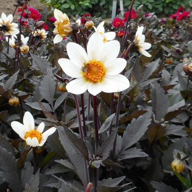 Dahlia 'Dahlegria White' ®