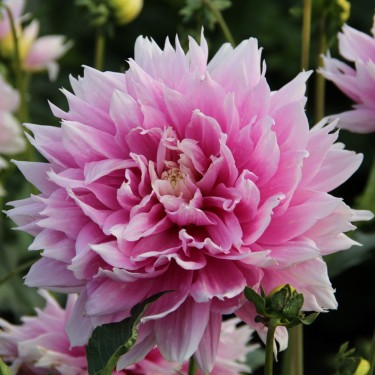 Dahlia 'Evanah'