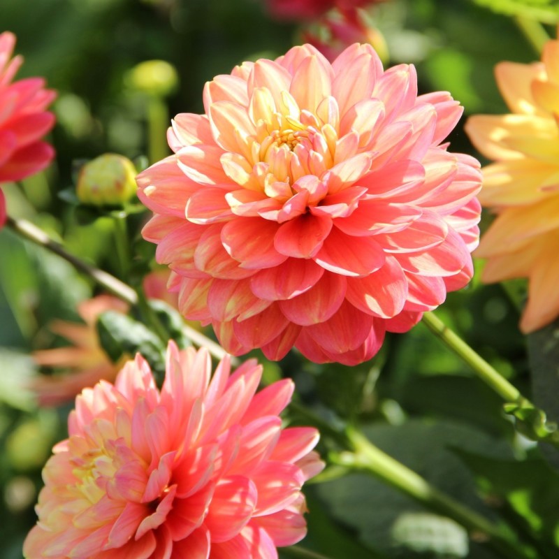 Dahlia 'Melody Allegro' ®