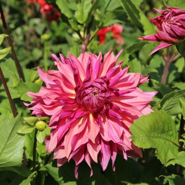 Dahlia 'Penhill Dark Monarch'