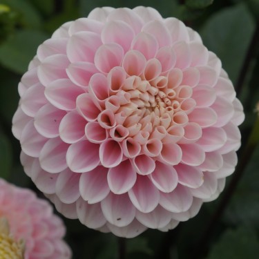 Dahlia 'Wizard of Oz' | Romantische pompon | Nijssentuin.nl