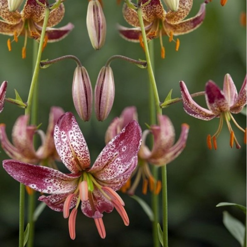 Lilium martagon 'Alberta Morning'