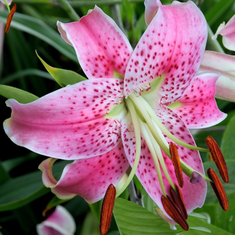 Lilium speciosum var. rubrum 'Uchida'