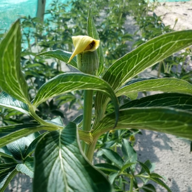 Arisaema flavum