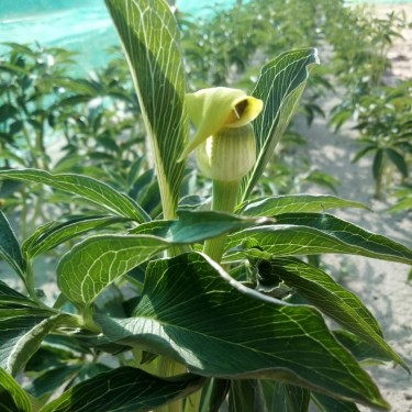 Arisaema flavum