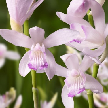 Bletilla striata 'Kuchibeni'