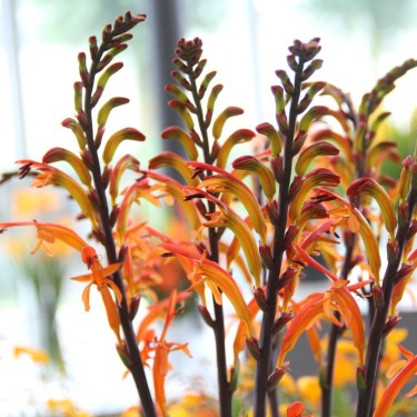 Chasmanthe floribunda 'Saturnus'