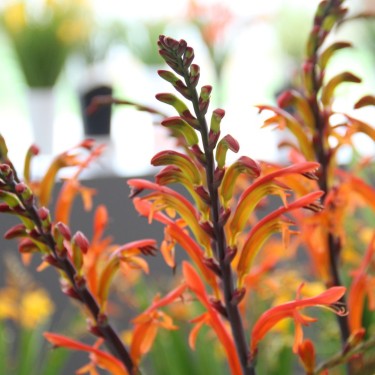 Chasmanthe floribunda 'Saturnus'