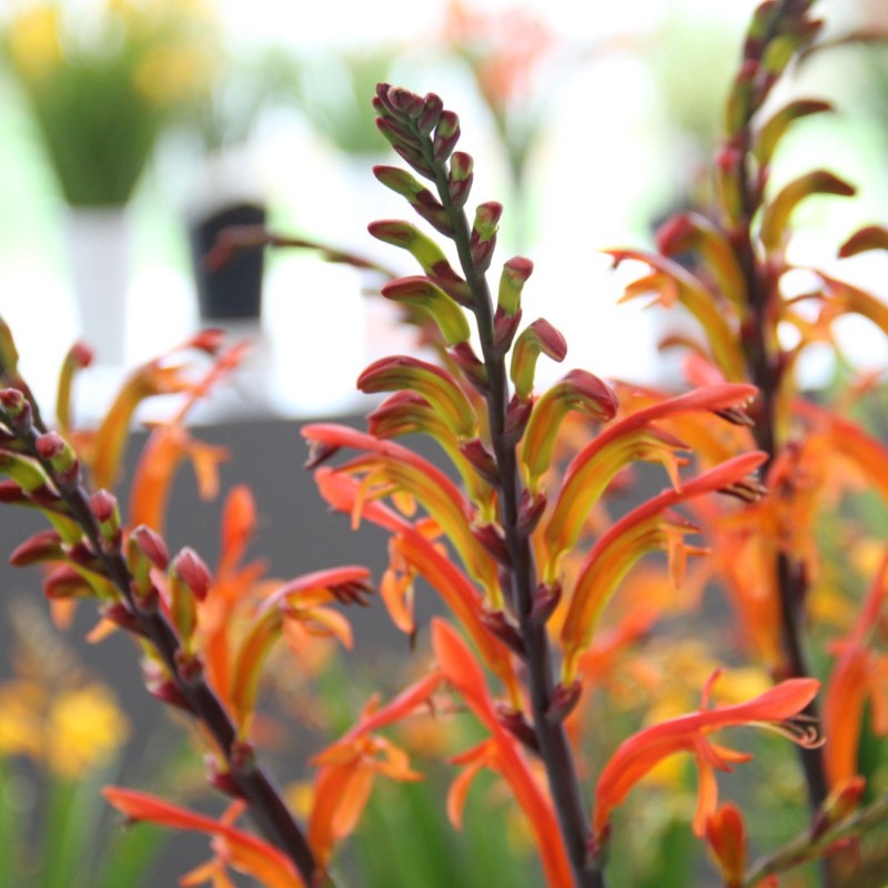 Chasmanthe floribunda 'Saturnus'