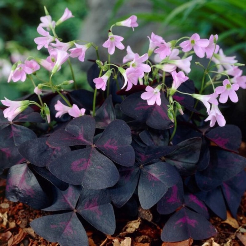 Oxalis triangularis 'Sunny'®