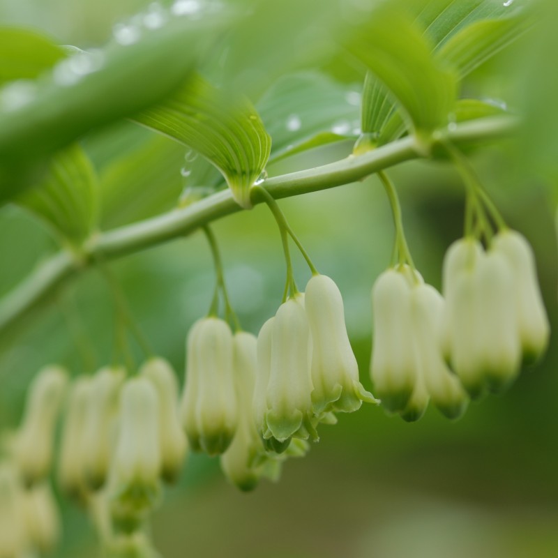 Polygonatum 'Weihenstephan'