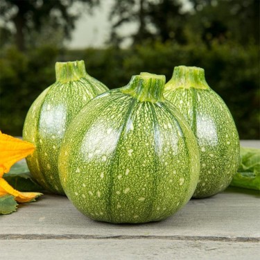 Courgette, Bolcourgette 'Ola Redonda' -zaden-