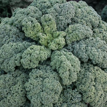 Boerenkool 'Darkibor F1' -zaden-