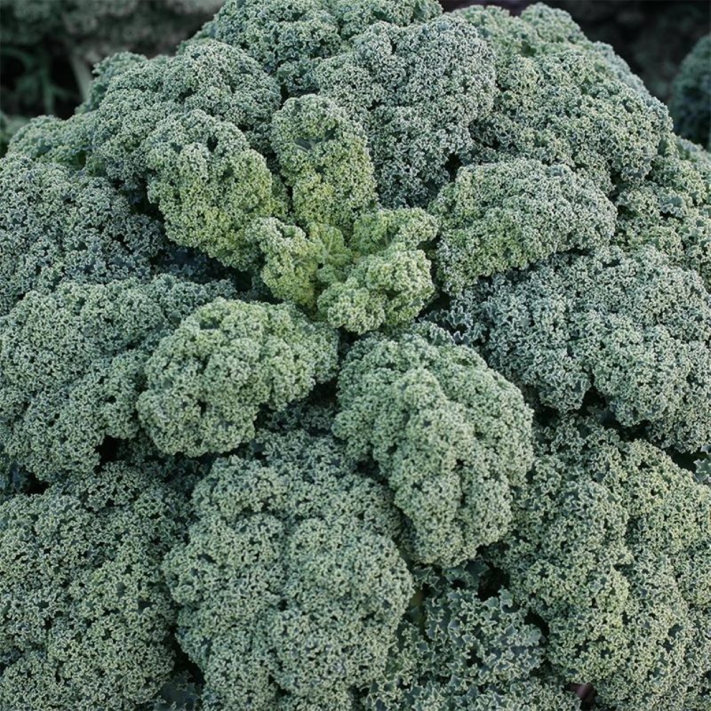 Boerenkool 'Darkibor F1' -zaden-