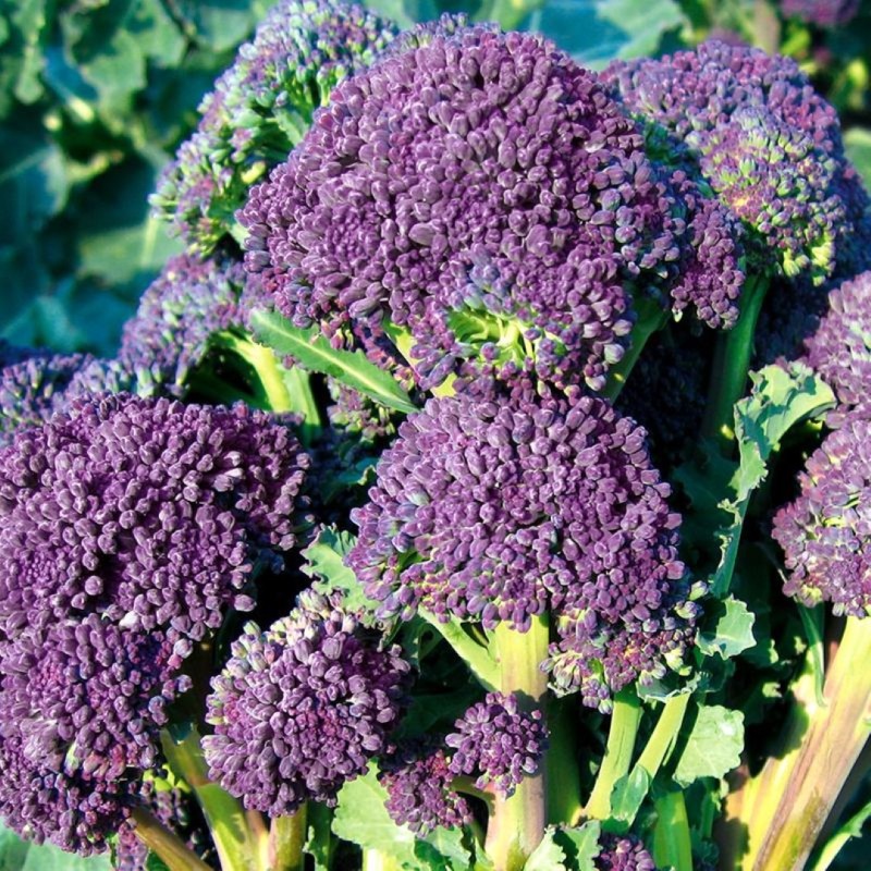 Broccoli, Scheutjesbroccoli, Brassica oleracea 'Santee F1' -zaden-