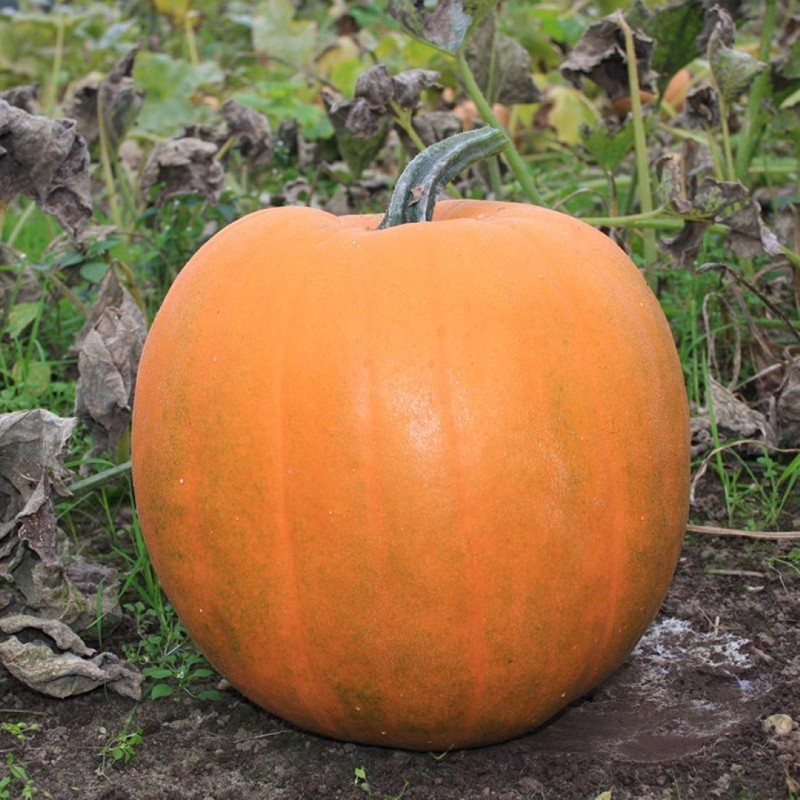 Halloweenpompoen 'Jack O’Lantern' Cucurbita pepo -zaden-