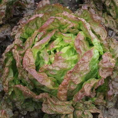 Kropsla, Lactuca sativa 'Wonder der Vier Jaargetijden' -zaden-