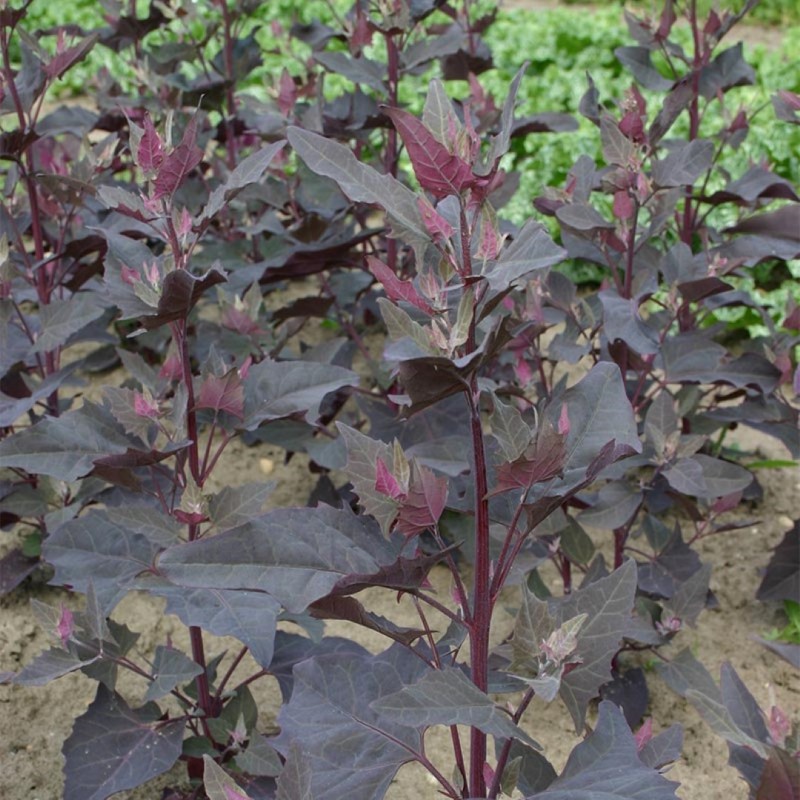 Tuinmelde rood, Atriplex hortensis -zaden-