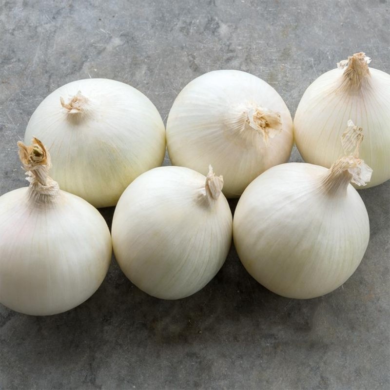 Ui, Allium cepa 'Albion F1' -zaden-