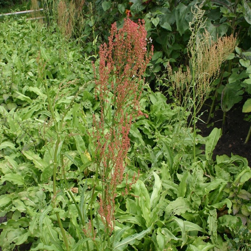 Tuinzuring, Rumex ambiguus -zaden-