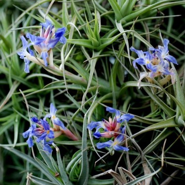 Tillandsia bergeri