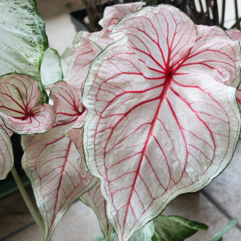 Caladium 'Florida Sweetheart'