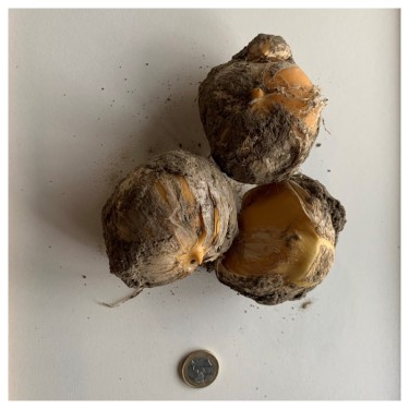 Allium altissimum 'Album'