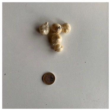 Allium unifolium 'Eros'