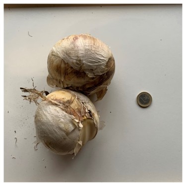 Allium 'Globemaster'