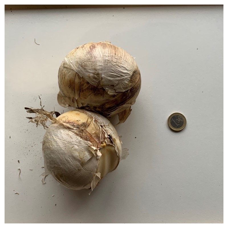 Allium 'Globemaster'