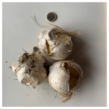 Allium 'Mount Everest'