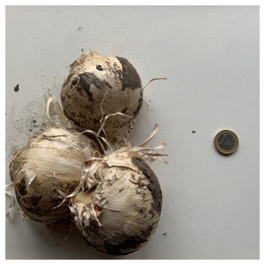 Allium 'Party Balloons'