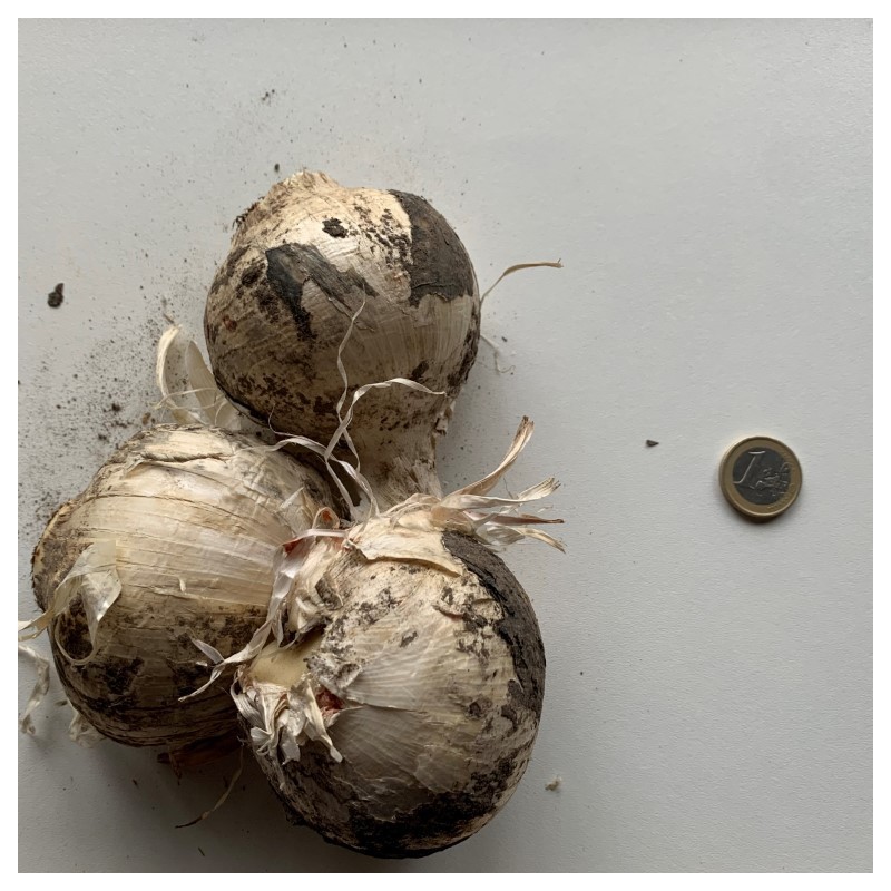 Allium 'Party Balloons'