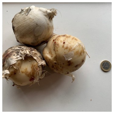 Allium 'Pinball Wizard'