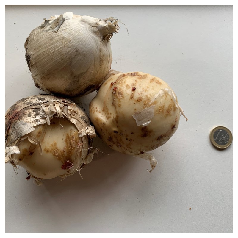 Allium 'Pinball Wizard'