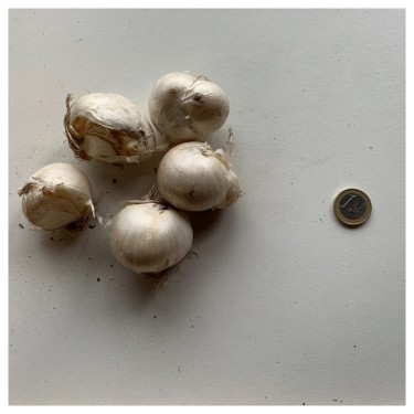 Allium 'Purple Rain'