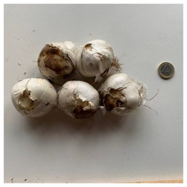 Allium 'Purple Sensation'