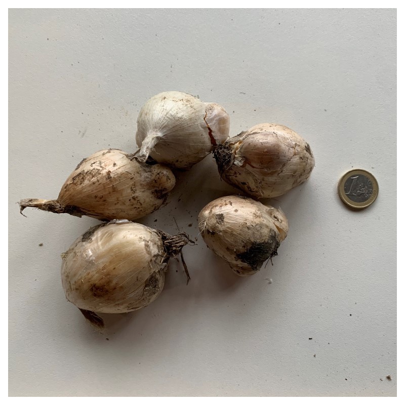 Allium 'Summer Drummer'