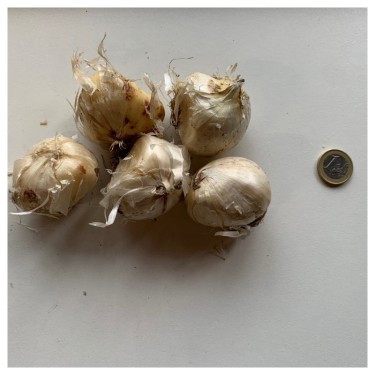 Allium 'Violet Beauty'