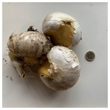 Allium 'White Giant'